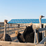 Solar Water Heaters for Livestock- Handy Guide