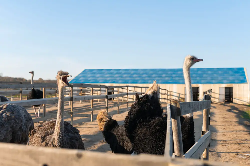 Solar Water Heaters for Livestock- Handy Guide